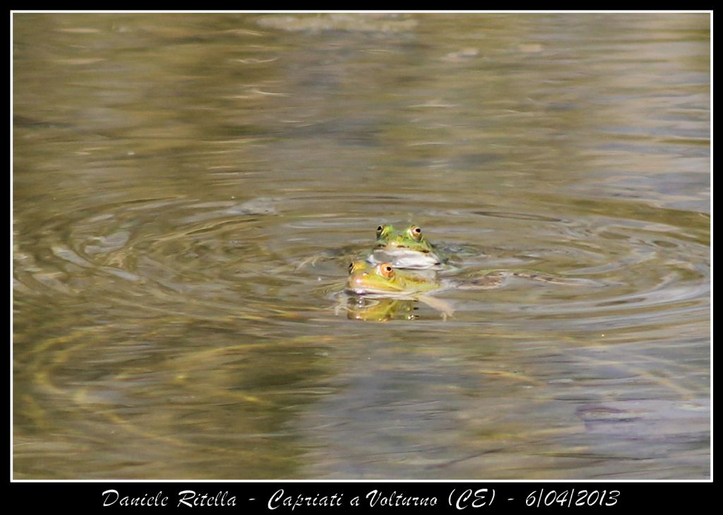 E queste Pelophylax si possono ident. dai sacchi vocali?(CE)
